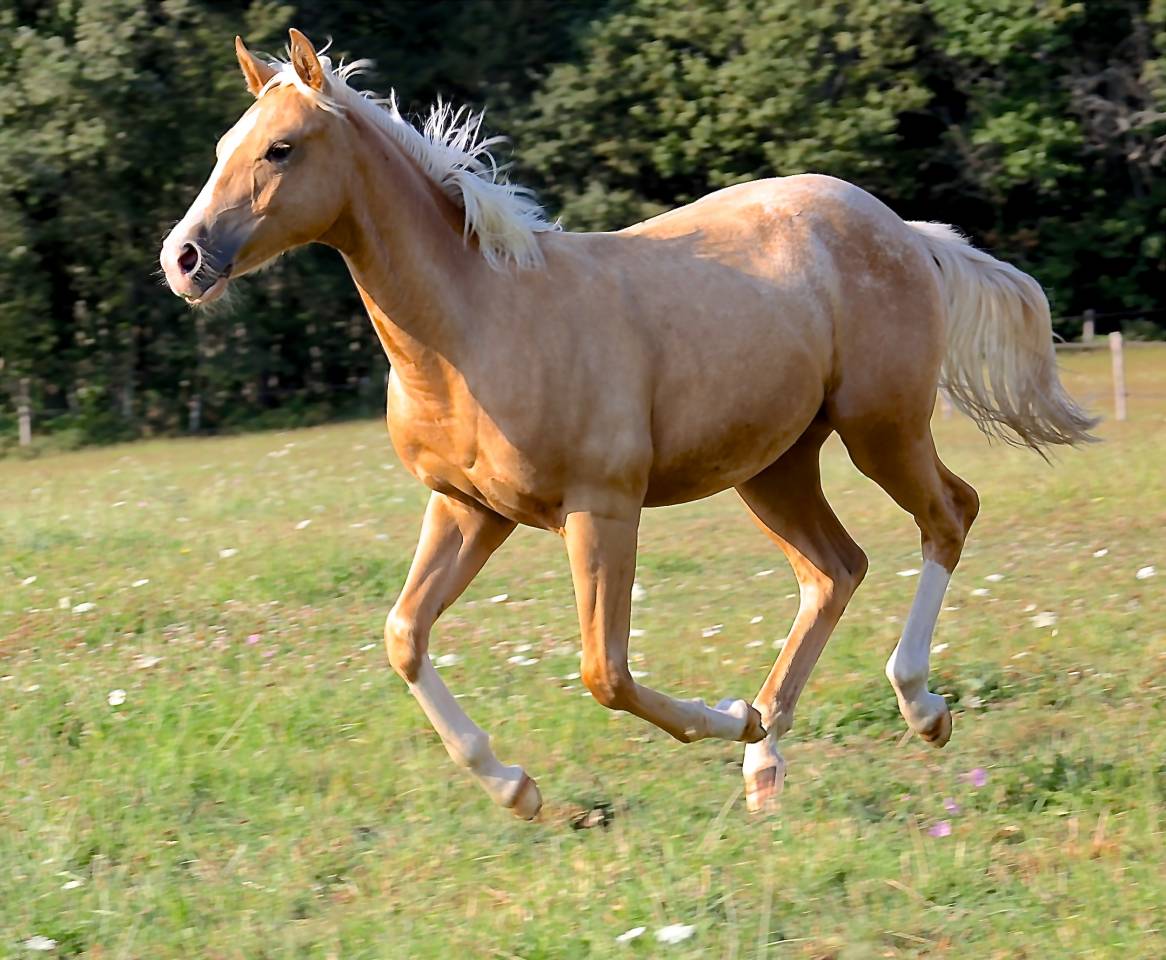 Puledro Appaloosa In vendita 2020 Palomino ,  BOGIEPLATED JAC (ApHC)