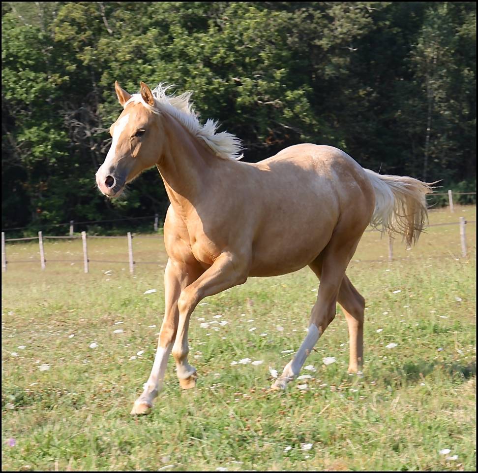 Puledro Appaloosa In vendita 2020 Palomino ,  BOGIEPLATED JAC (ApHC)