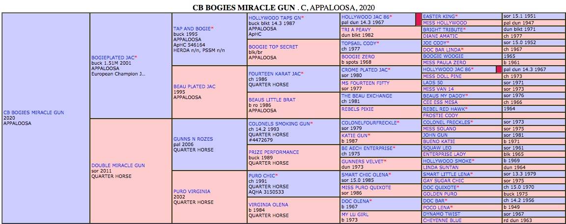 Puledro Appaloosa In vendita 2020 Palomino ,  BOGIEPLATED JAC (ApHC)