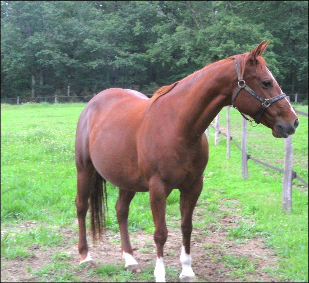 Puledro Appaloosa In vendita 2020 Palomino ,  BOGIEPLATED JAC (ApHC)