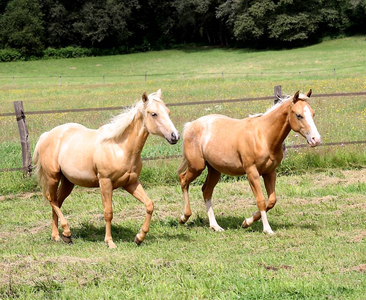 Puledro Appaloosa In vendita 2020 Palomino ,  BOGIEPLATED JAC (ApHC)