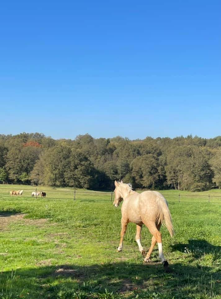Puledro Appaloosa In vendita 2020 Palomino ,  BOGIEPLATED JAC (ApHC)