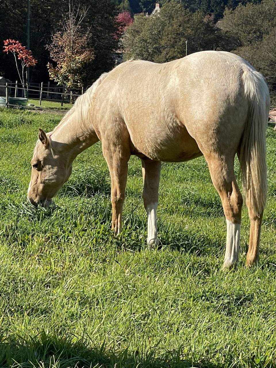 Puledro Appaloosa In vendita 2020 Palomino ,  BOGIEPLATED JAC (ApHC)