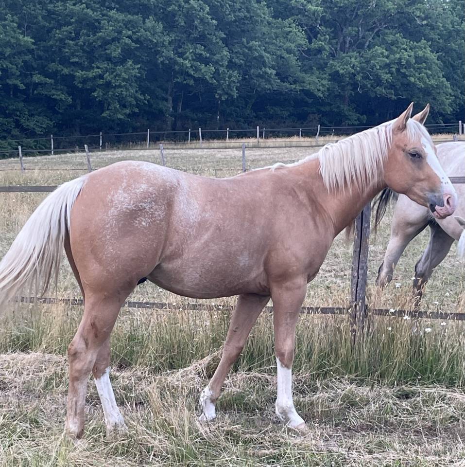 Puledro Appaloosa In vendita 2020 Palomino ,  BOGIEPLATED JAC (ApHC)
