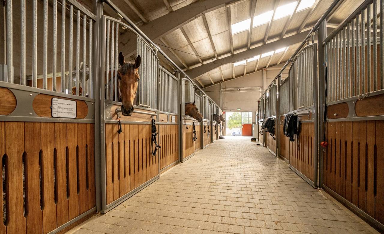 Scuderia per proprietari Noleggio Brabant-Flamand