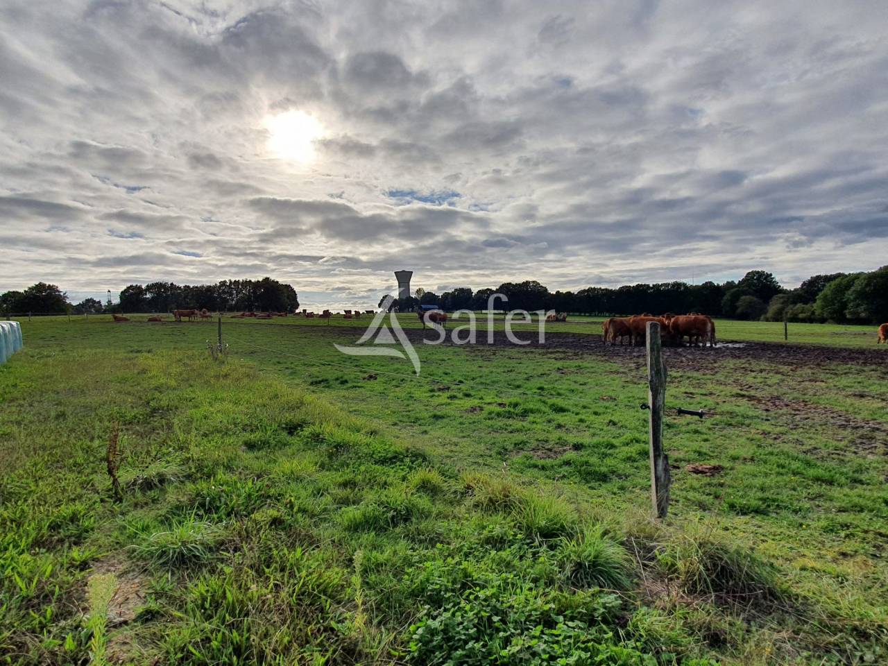Azienda avicola In vendita Sarthe