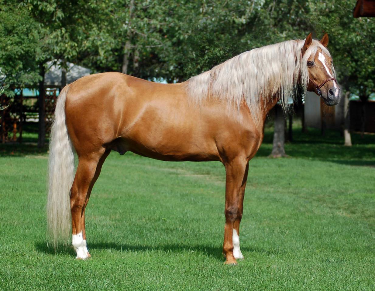 STALLONE PURO SANGUE RAZZA SPAGNOLA