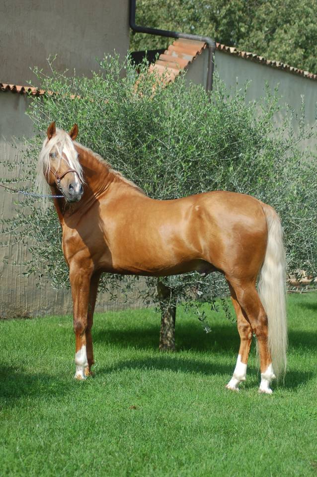 STALLONE PURO SANGUE RAZZA SPAGNOLA