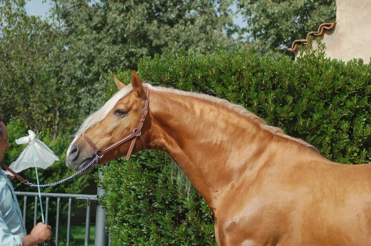 STALLONE PURO SANGUE RAZZA SPAGNOLA