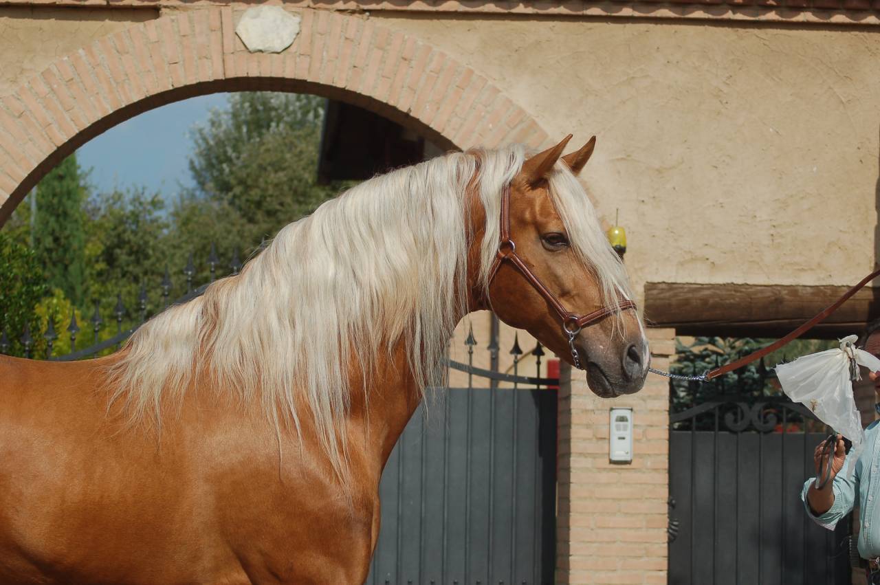 STALLONE PURO SANGUE RAZZA SPAGNOLA