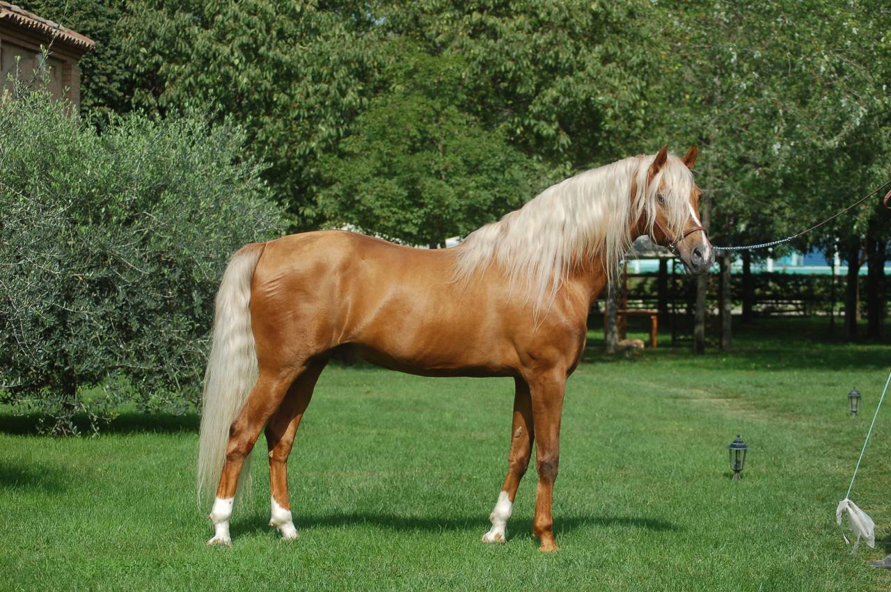 STALLONE PURO SANGUE RAZZA SPAGNOLA