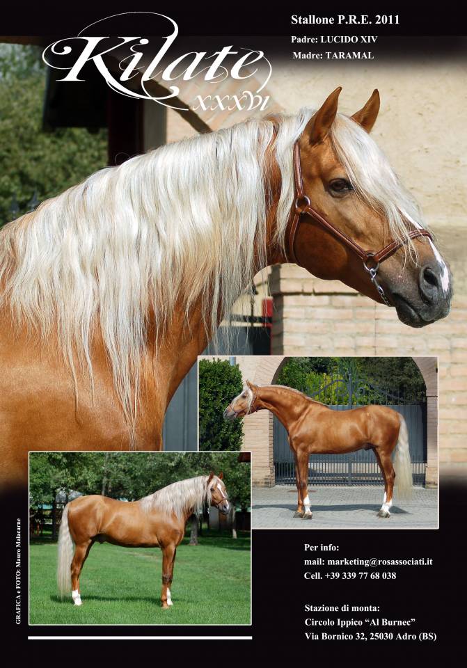 STALLONE PURO SANGUE RAZZA SPAGNOLA