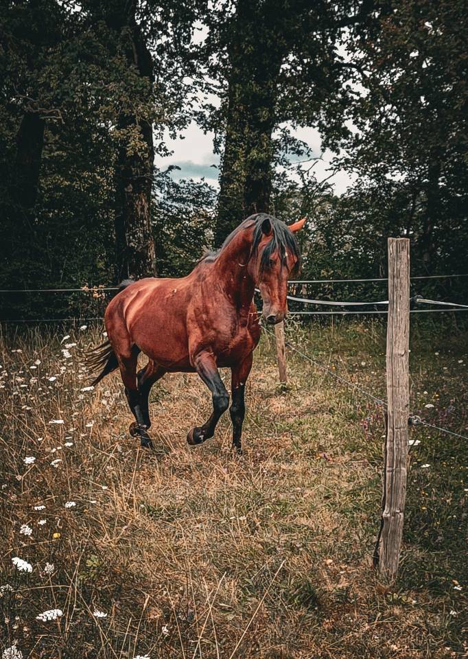 Amadeo de Ruyer - Lusitano 2010 ,  Borladero FLV
