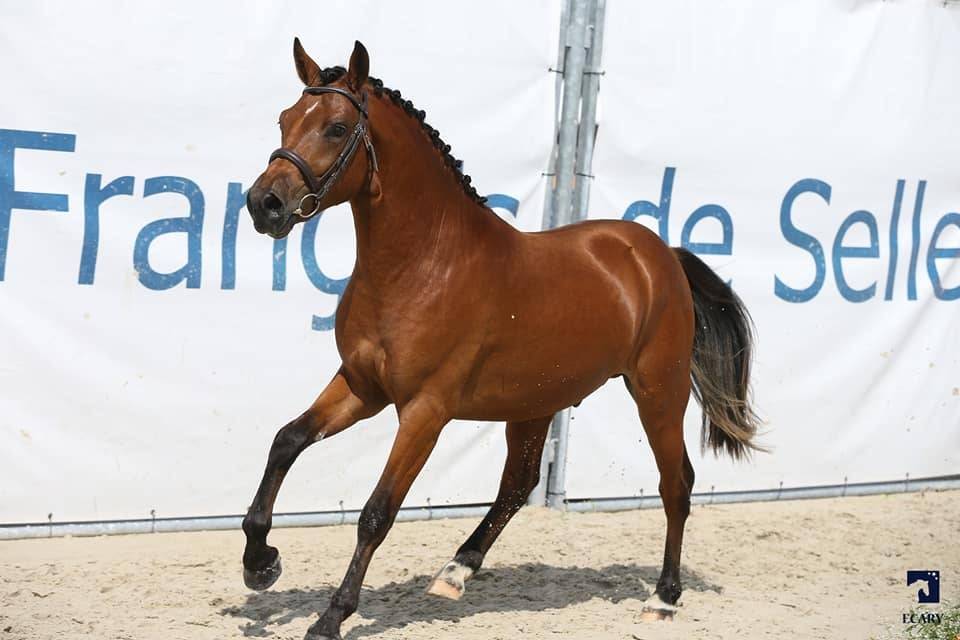 JUMBO DES ETOILES - New Forest 2019 ,  BOVENHEIGRAAF'S CAMILLO 