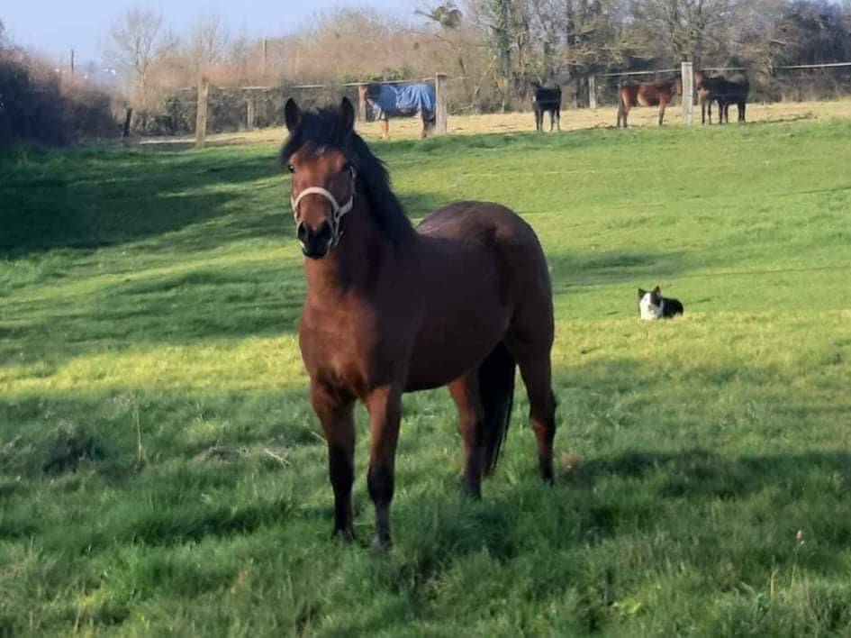 JUMBO DES ETOILES - New Forest 2019 ,  BOVENHEIGRAAF'S CAMILLO 