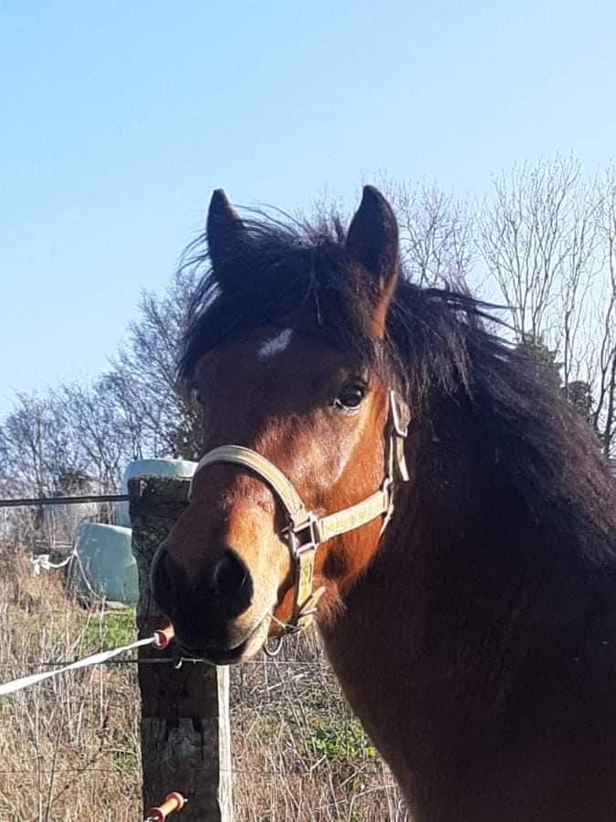 JUMBO DES ETOILES - New Forest 2019 ,  BOVENHEIGRAAF'S CAMILLO 