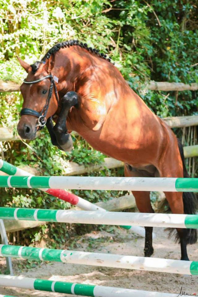 JUMBO DES ETOILES - New Forest 2019 ,  BOVENHEIGRAAF'S CAMILLO 