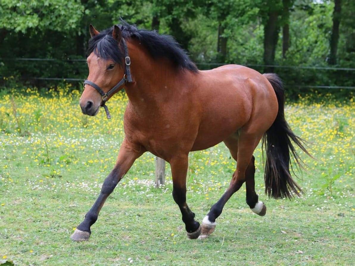 JUMBO DES ETOILES - New Forest 2019 ,  BOVENHEIGRAAF'S CAMILLO 