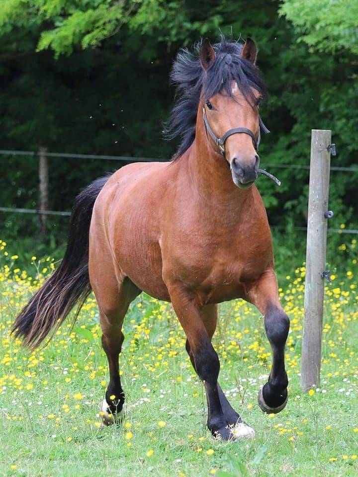 JUMBO DES ETOILES - New Forest 2019 ,  BOVENHEIGRAAF'S CAMILLO 