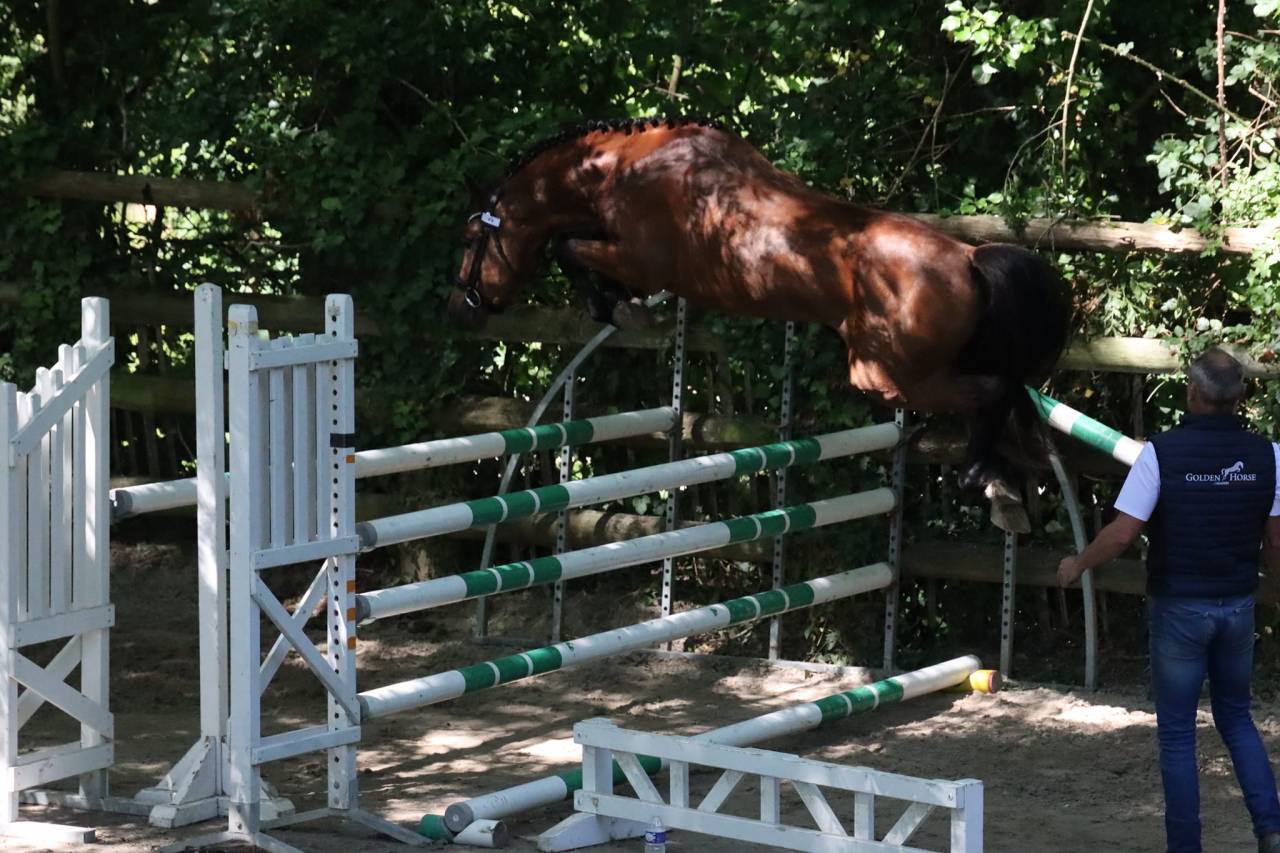 JUMBO DES ETOILES - New Forest 2019 ,  BOVENHEIGRAAF'S CAMILLO 