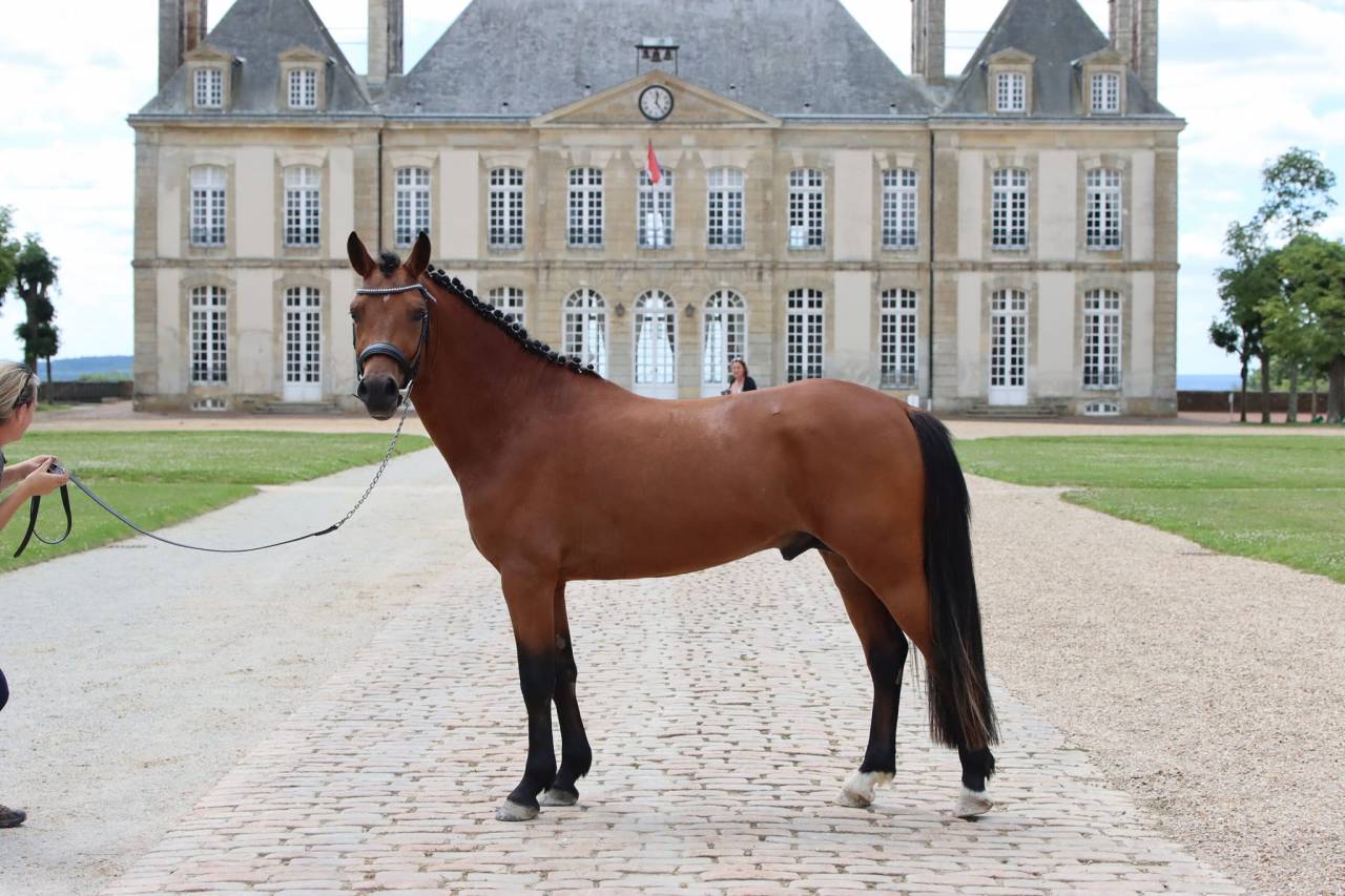 JUMBO DES ETOILES - New Forest 2019 ,  BOVENHEIGRAAF'S CAMILLO 