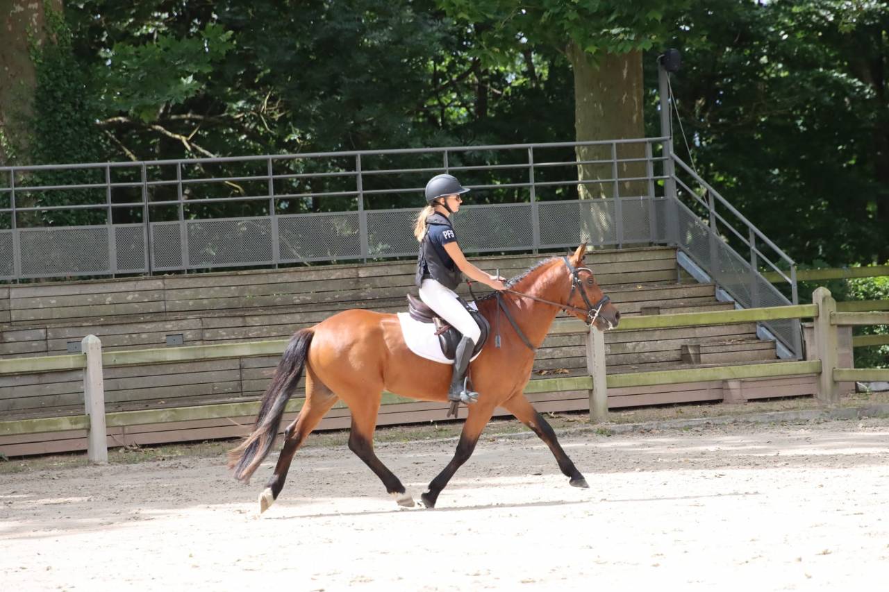 JUMBO DES ETOILES - New Forest 2019 ,  BOVENHEIGRAAF'S CAMILLO 