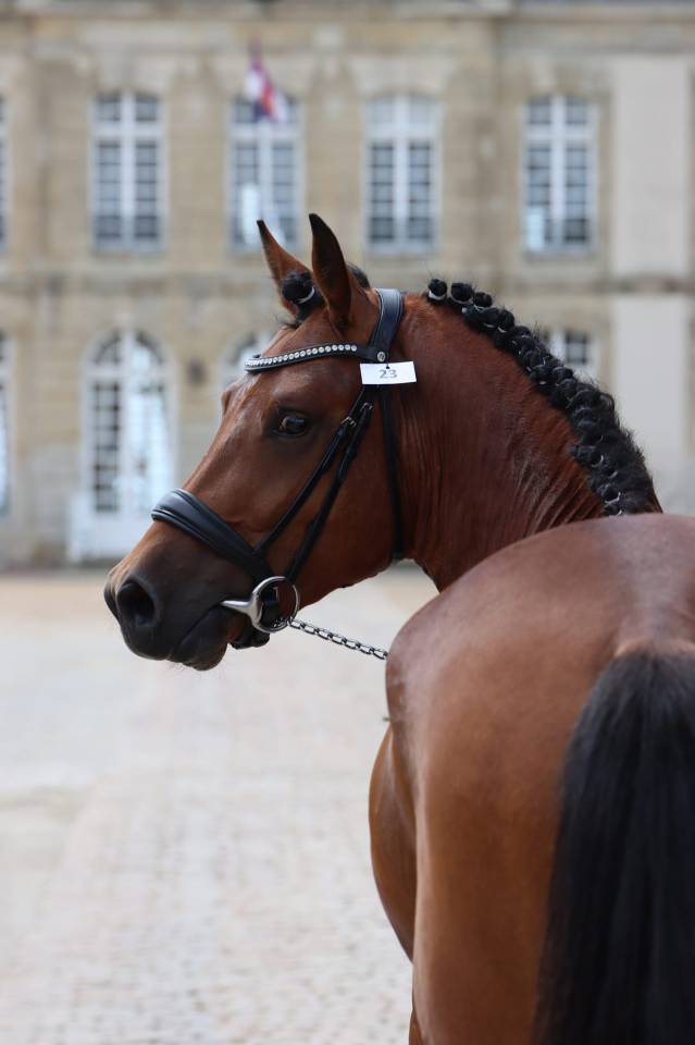 JUMBO DES ETOILES - New Forest 2019 ,  BOVENHEIGRAAF'S CAMILLO 