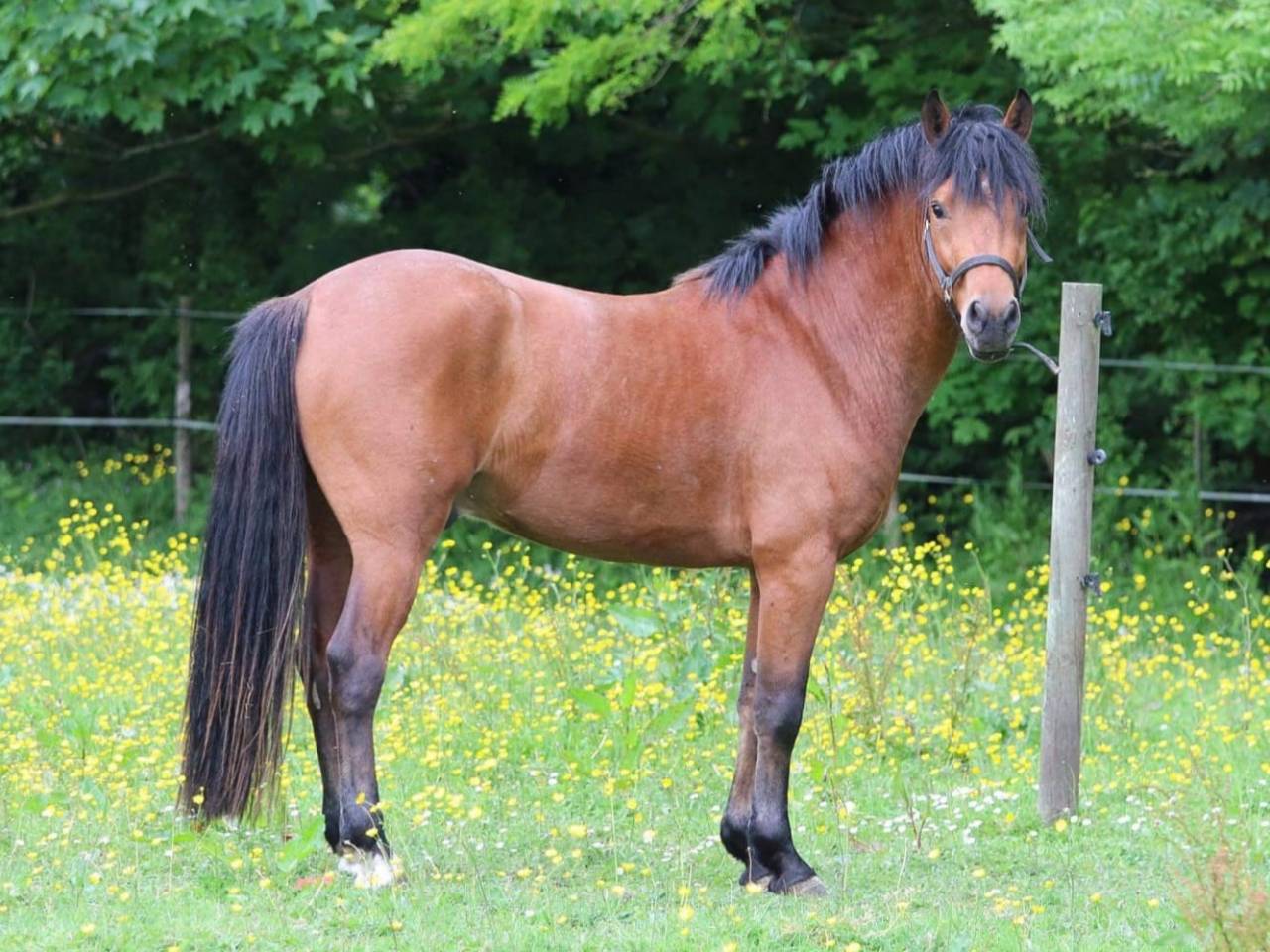 JUMBO DES ETOILES - New Forest 2019 ,  BOVENHEIGRAAF'S CAMILLO 