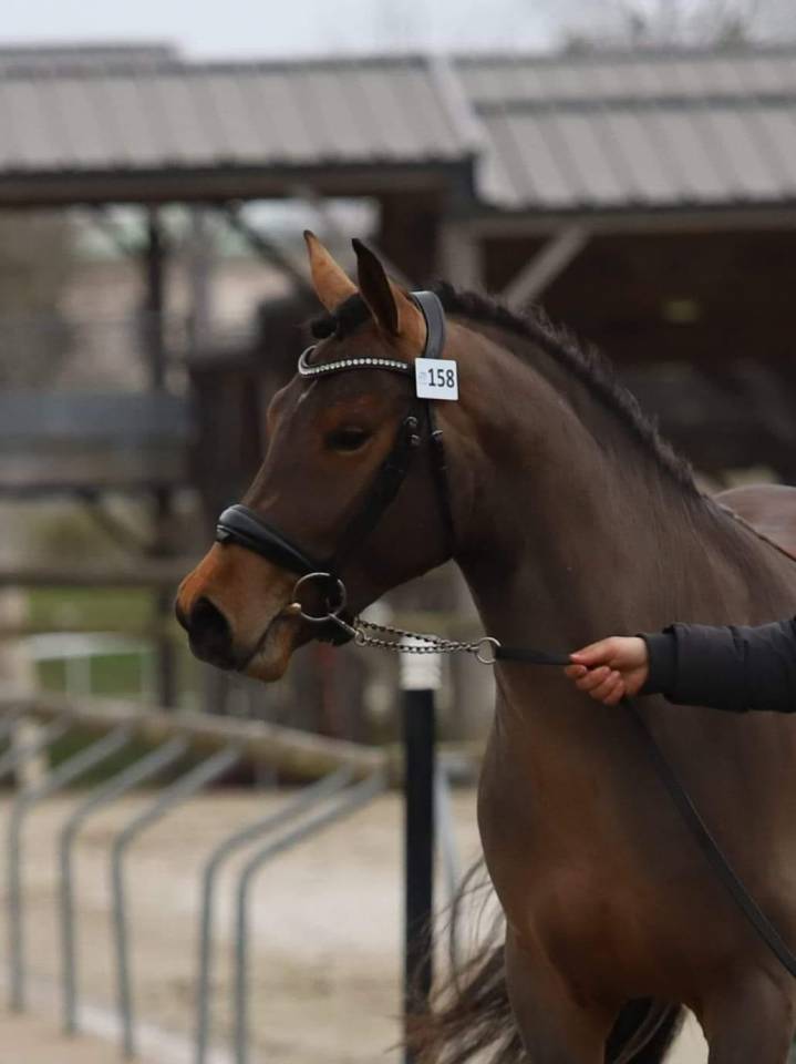 JUMBO DES ETOILES - New Forest 2019 ,  BOVENHEIGRAAF'S CAMILLO 