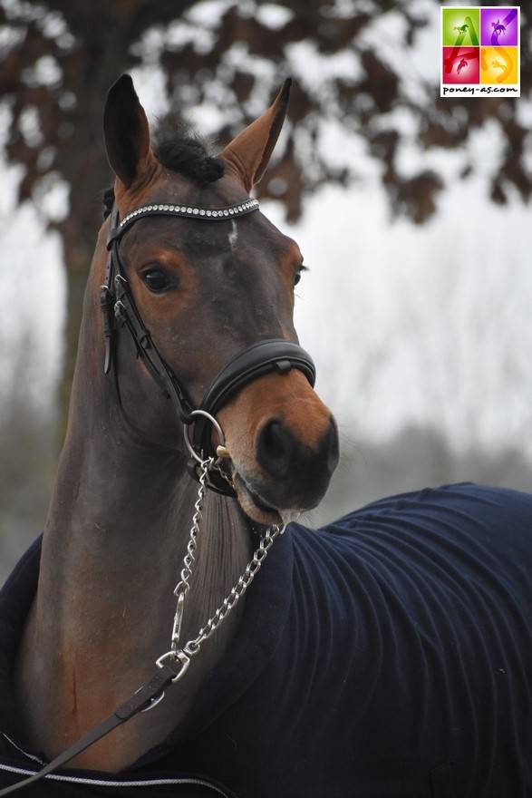 JUMBO DES ETOILES - New Forest 2019 ,  BOVENHEIGRAAF'S CAMILLO 