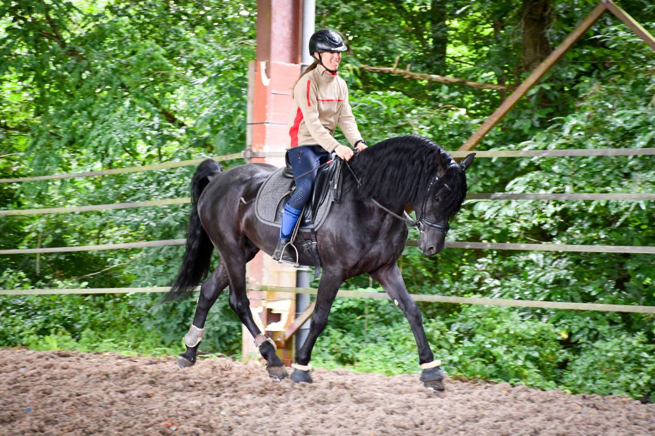 Wlahad des Brumières 029 - Arabo Frisone 2015 ,  Sinoan Bashhar Aswad
