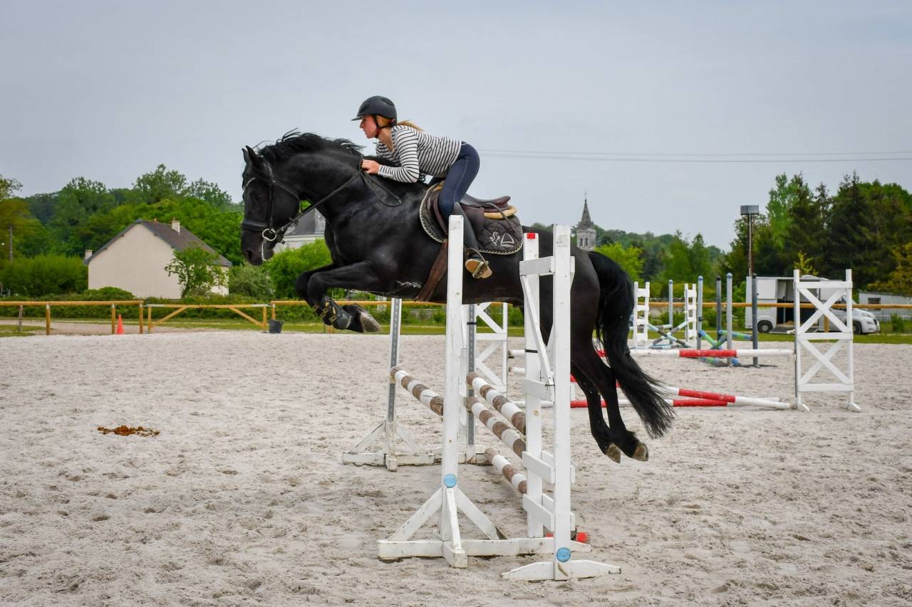 Wlahad des Brumières 029 - Arabo Frisone 2015 ,  Sinoan Bashhar Aswad