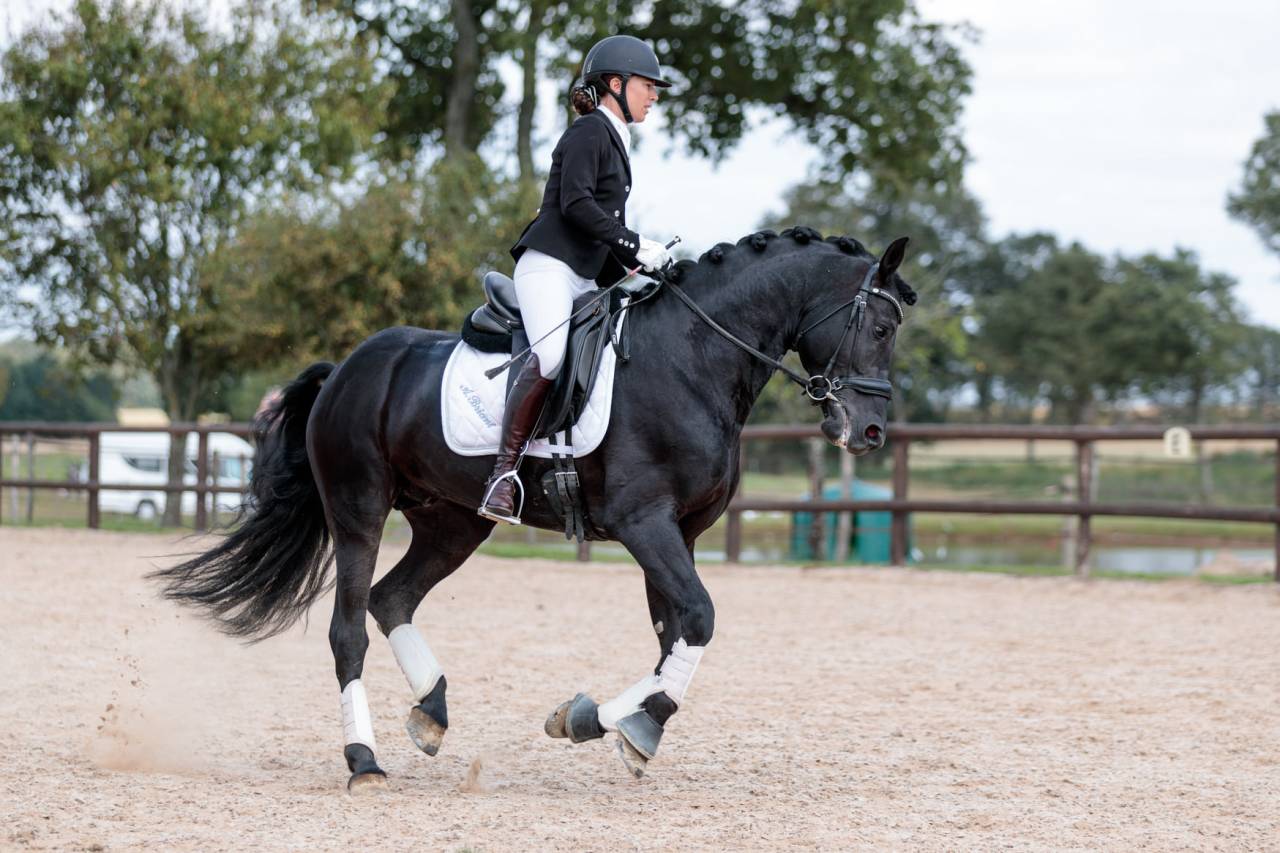 Wlahad des Brumières 029 - Arabo Frisone 2015 ,  Sinoan Bashhar Aswad