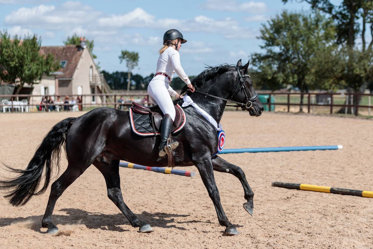 Wlahad des Brumières 029 - Arabo Frisone 2015 ,  Sinoan Bashhar Aswad