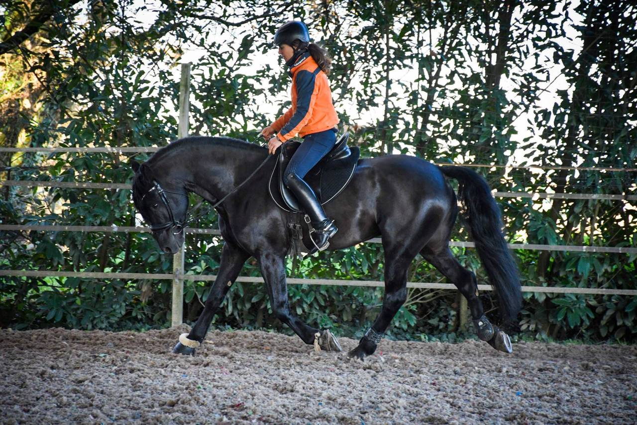 Wlahad des Brumières 029 - Arabo Frisone 2015 ,  Sinoan Bashhar Aswad