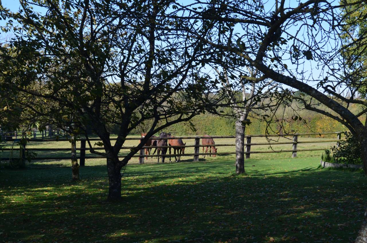 Centro di stagione cavallo In vendita Orne