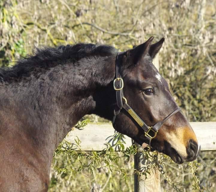 Puledro New Forest In vendita 2020 Baio scuro