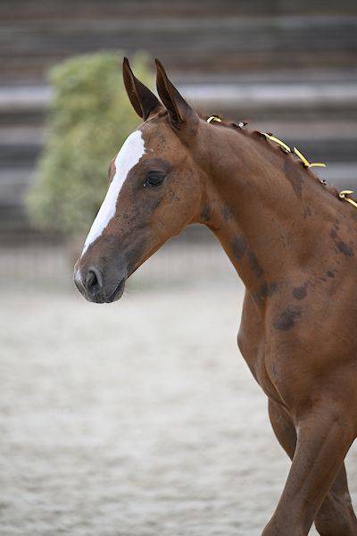 Puledro Zangersheide In vendita 2025 Sauro brulé ,  UNTOUCHABLE