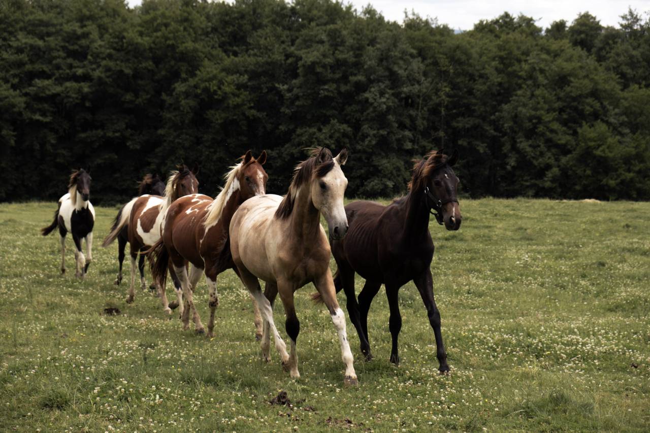 Elevage Rossi  | Allevamento, Riproduzione equina > Stazioni di monta equina