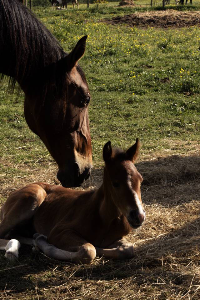 Elevage Rossi  | Allevamento, Riproduzione equina > Stazioni di monta equina