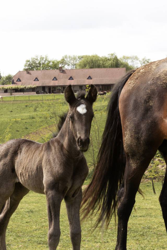 Elevage Rossi  | Allevamento, Riproduzione equina > Stazioni di monta equina