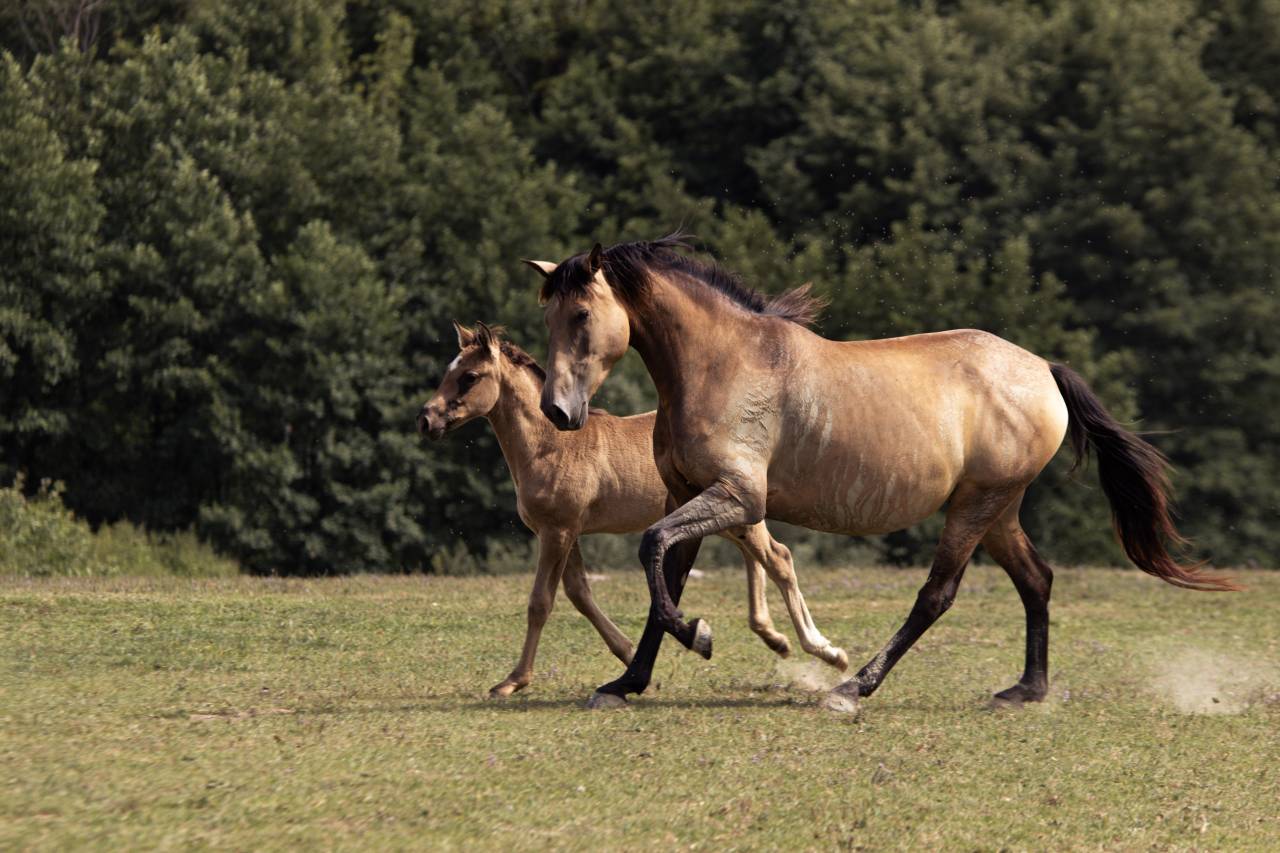 Elevage Rossi  | Allevamento, Riproduzione equina > Stazioni di monta equina