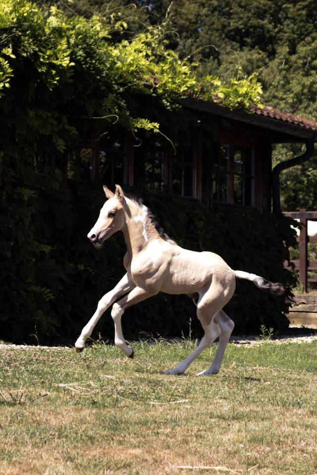 Elevage Rossi  | Allevamento, Riproduzione equina > Stazioni di monta equina