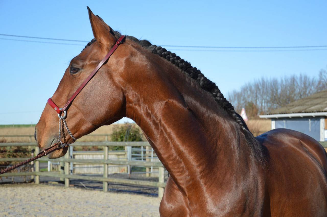 Intero PRE Andaluso In vendita 2009 Baio