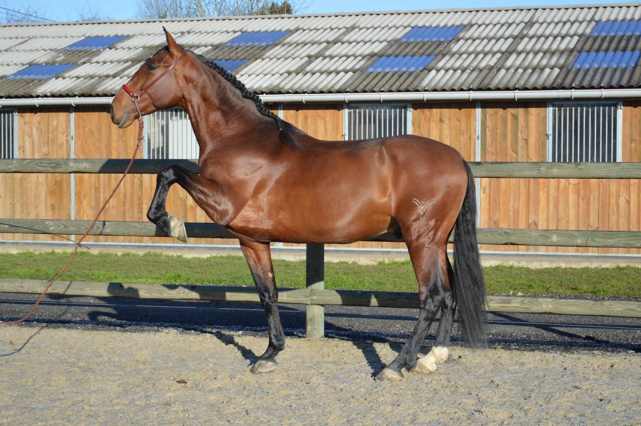 Intero PRE Andaluso In vendita 2009 Baio