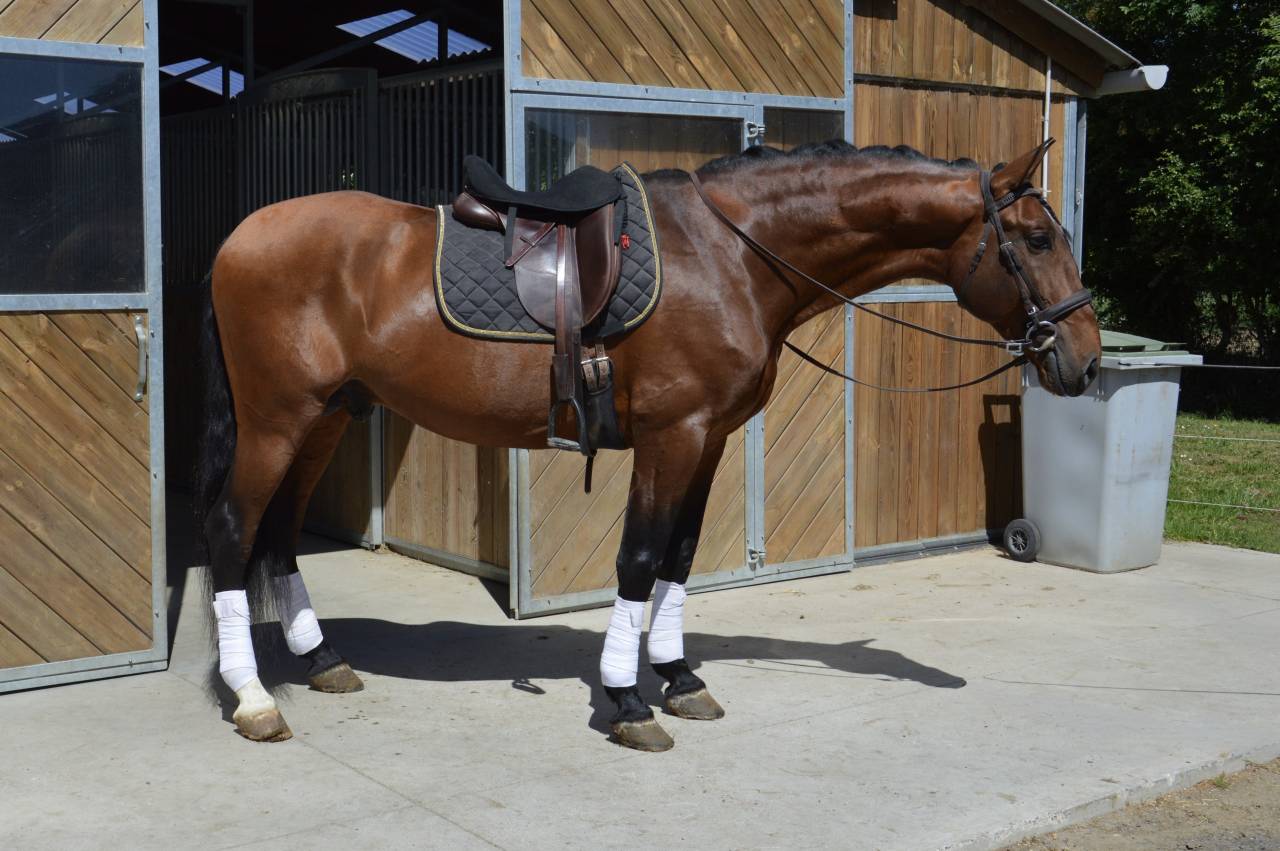 Intero PRE Andaluso In vendita 2009 Baio