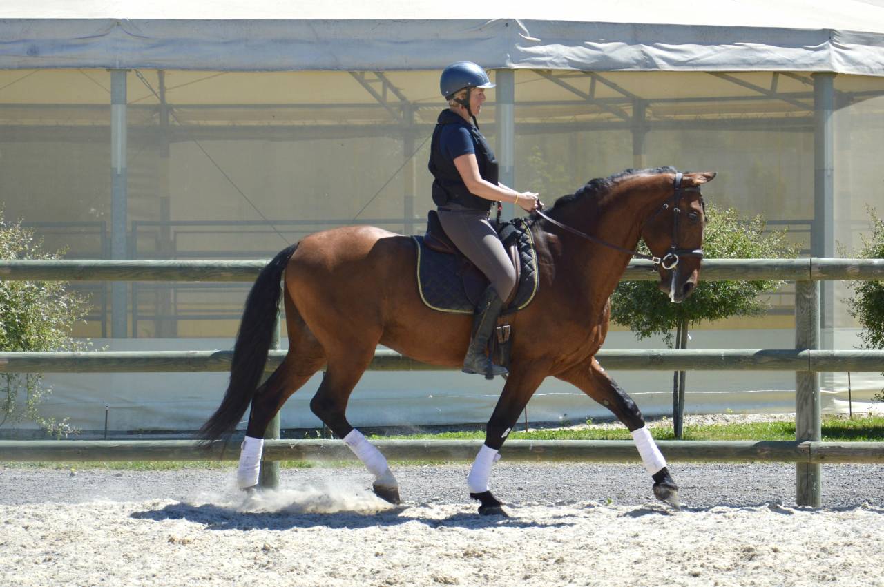 Intero PRE Andaluso In vendita 2009 Baio