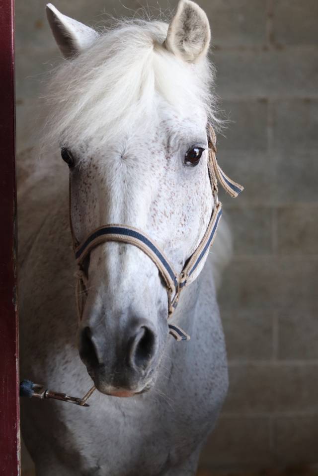 LAPSUS DE L'OCQ - New Forest 1999 ,  WILLOWAY GOOD AS GOLD (GB)