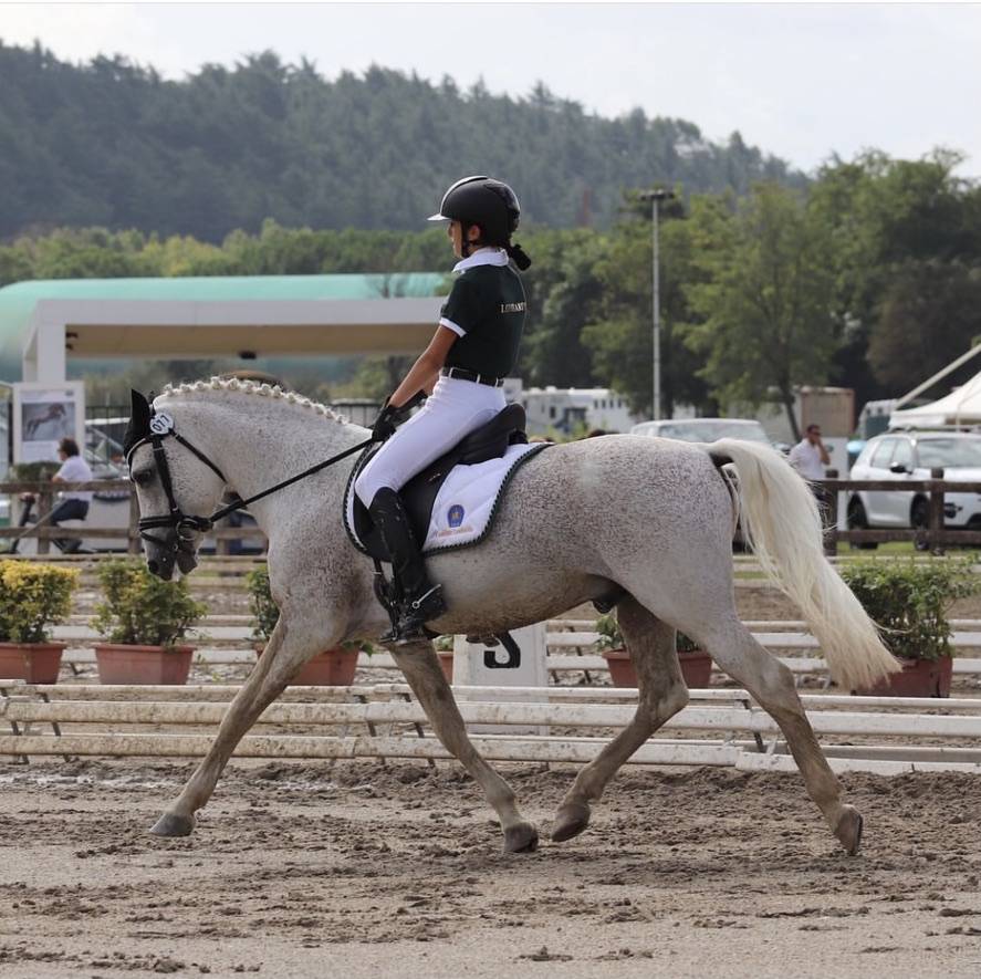 LAPSUS DE L'OCQ - New Forest 1999 ,  WILLOWAY GOOD AS GOLD (GB)