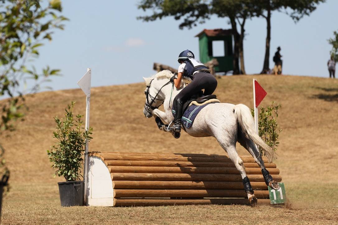 LAPSUS DE L'OCQ - New Forest 1999 ,  WILLOWAY GOOD AS GOLD (GB)